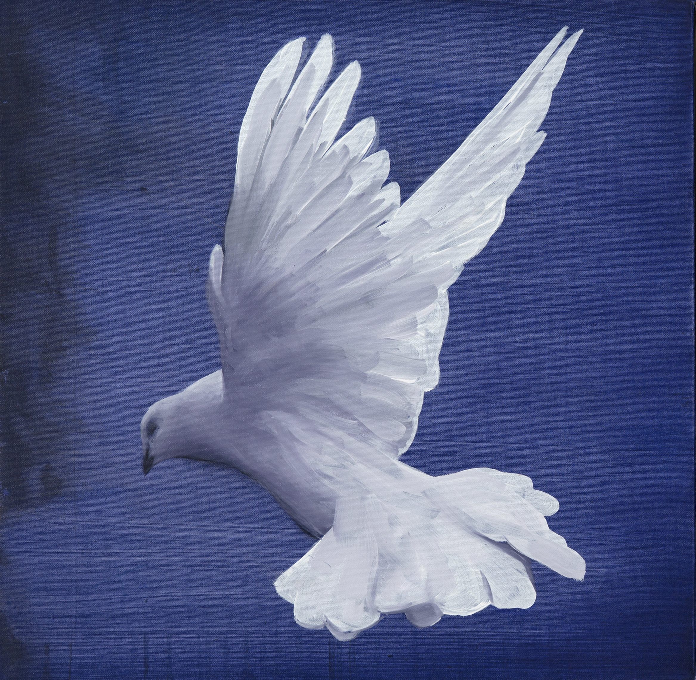 Dove II by Angus McDonald
