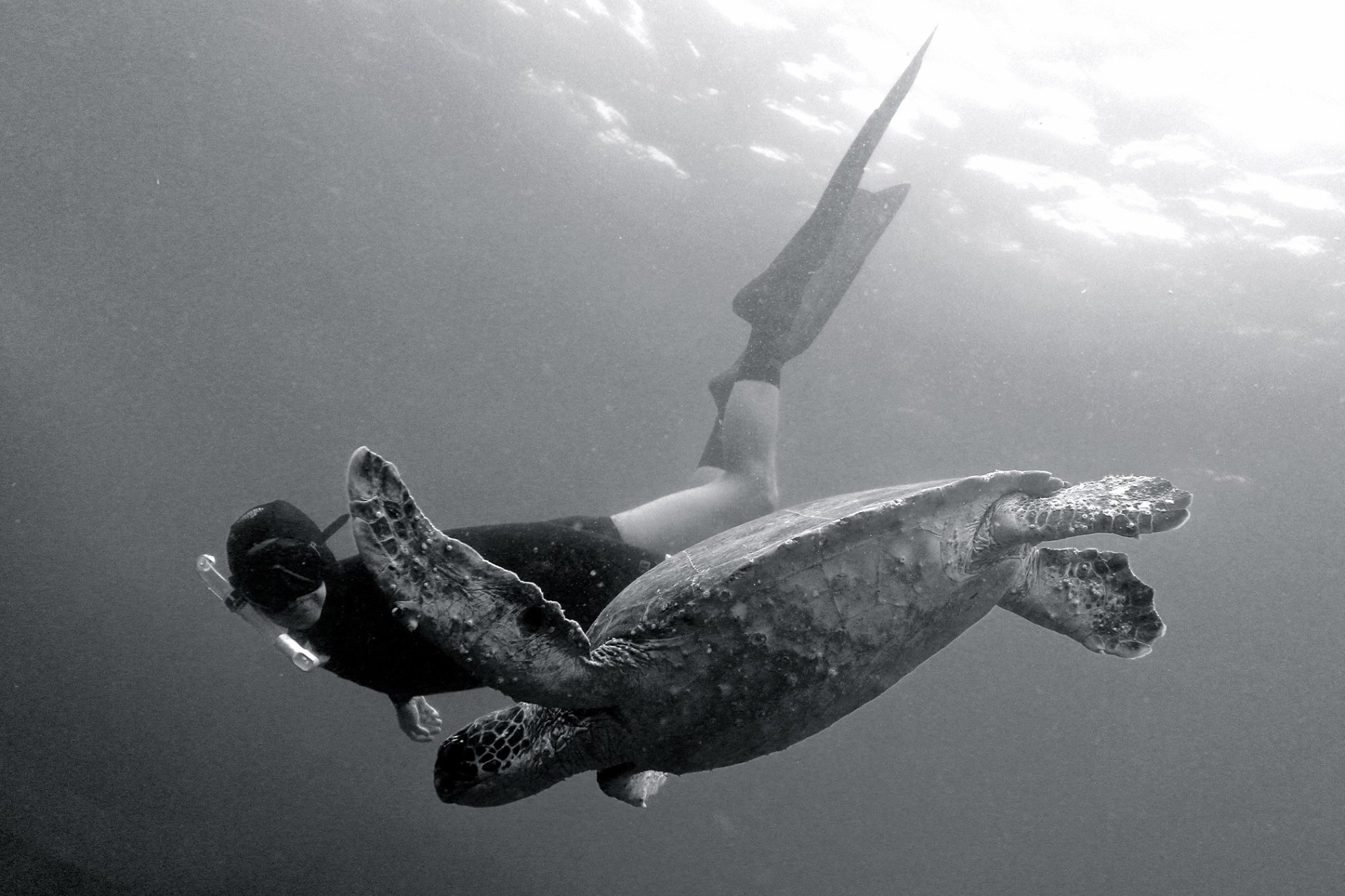 Hanging-with-a-turtle-at-Julian-Rocks-Marine-Sanctuary-photo-by-Nicole-Mclachlan