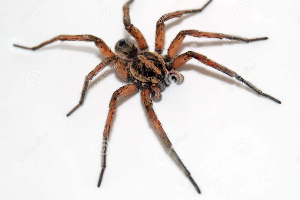 http://www.dreamstime.com/royalty-free-stock-image-hairy-wolf-spider-image13851966
