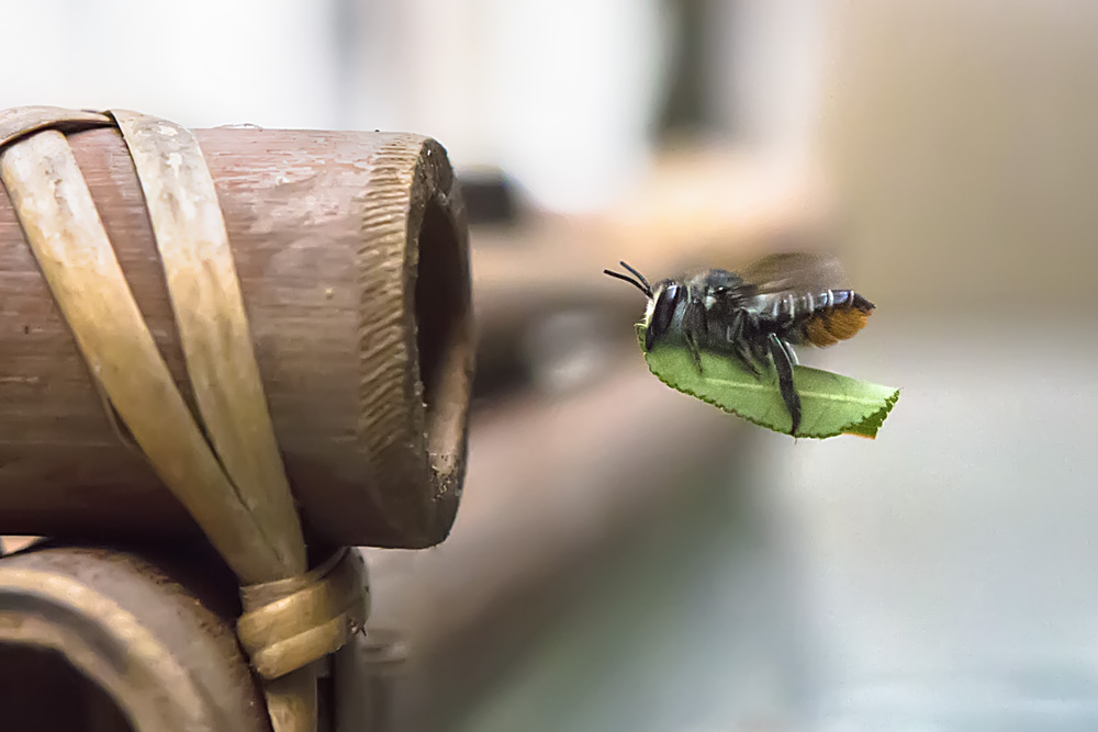 leaf-cutter-bee